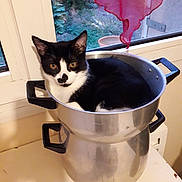Mickey a rejoint le concours — aidez-le/la à gagner de superbes lots ! carnivoran, cat, cat_like_mammal, kitten, small_to_medium_sized_cats, whiskers