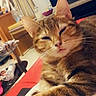 Martine a rejoint le concours — aidez-le/la à gagner de superbes lots ! carnivoran, cat, cat_like_mammal, domestic_short_haired_cat, fur, kitten, mammal, small_to_medium_sized_cats, snout, whiskers