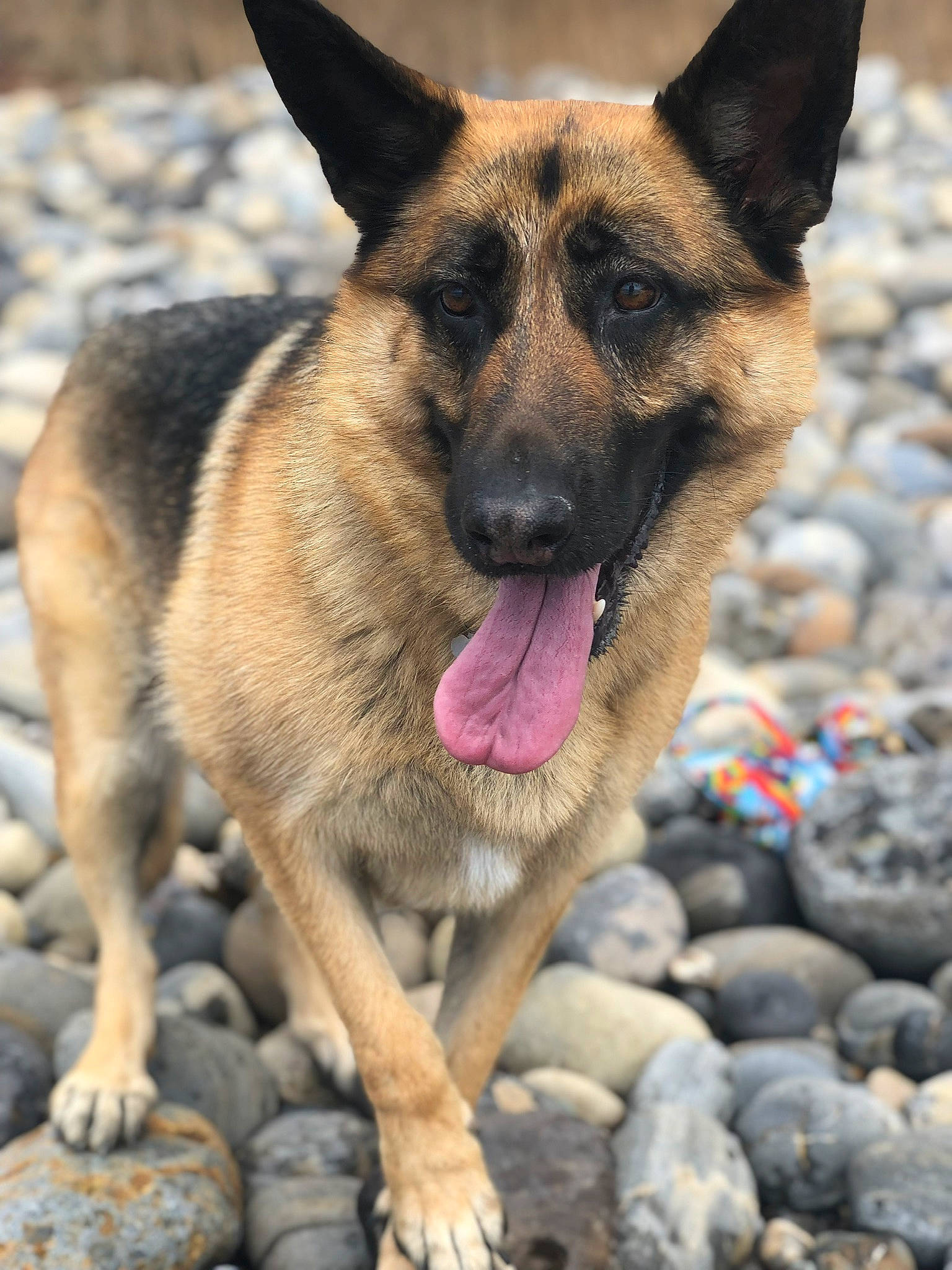 Zivah joined the competition — help win amazing prizes! belgian_shepherd, belgian_shepherd_malinois, canidae, carnivore, dog, dog_breed, east_european_shepherd, fawn, german_shepherd_dog, king_shepherd, kunming_wolfdog, mammal, old_german_shepherd_dog, police_dog, rare_breed_dog, shiloh_shepherd_dog, snout, vertebrate
