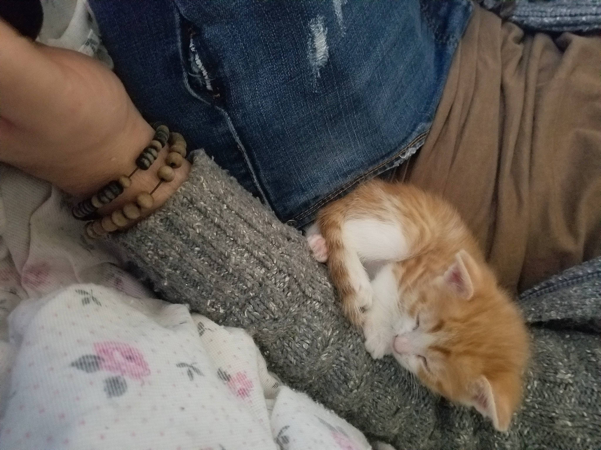 Cahuete a rejoint le concours — aidez-le/la à gagner de superbes lots ! carnivore, cat, claw, fawn, felidae, fur, guinea_pig, hand, kitten, leg, paw, small_to_medium_sized_cats