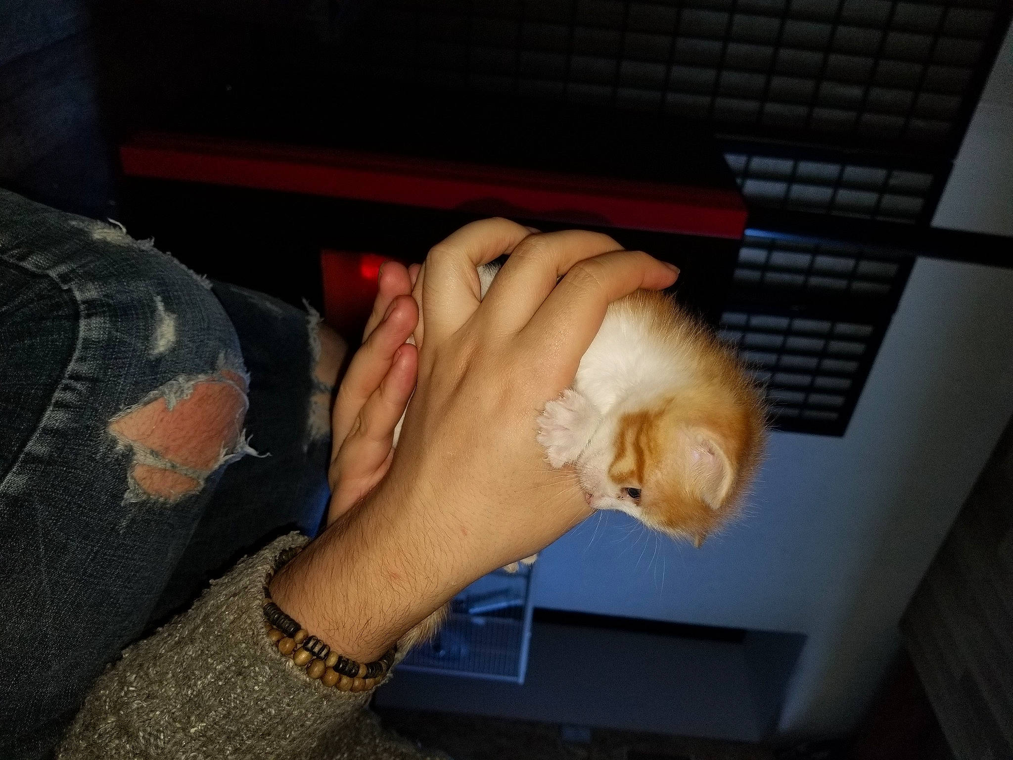 Cahuete participe au concours pour gagner de l'argent avec cette photo : arm, canidae, cat, fawn, finger, foot, footwear, gesture, guinea_pig, hand, leg, nail, pomeranian, puppy, shoe, sporting_group