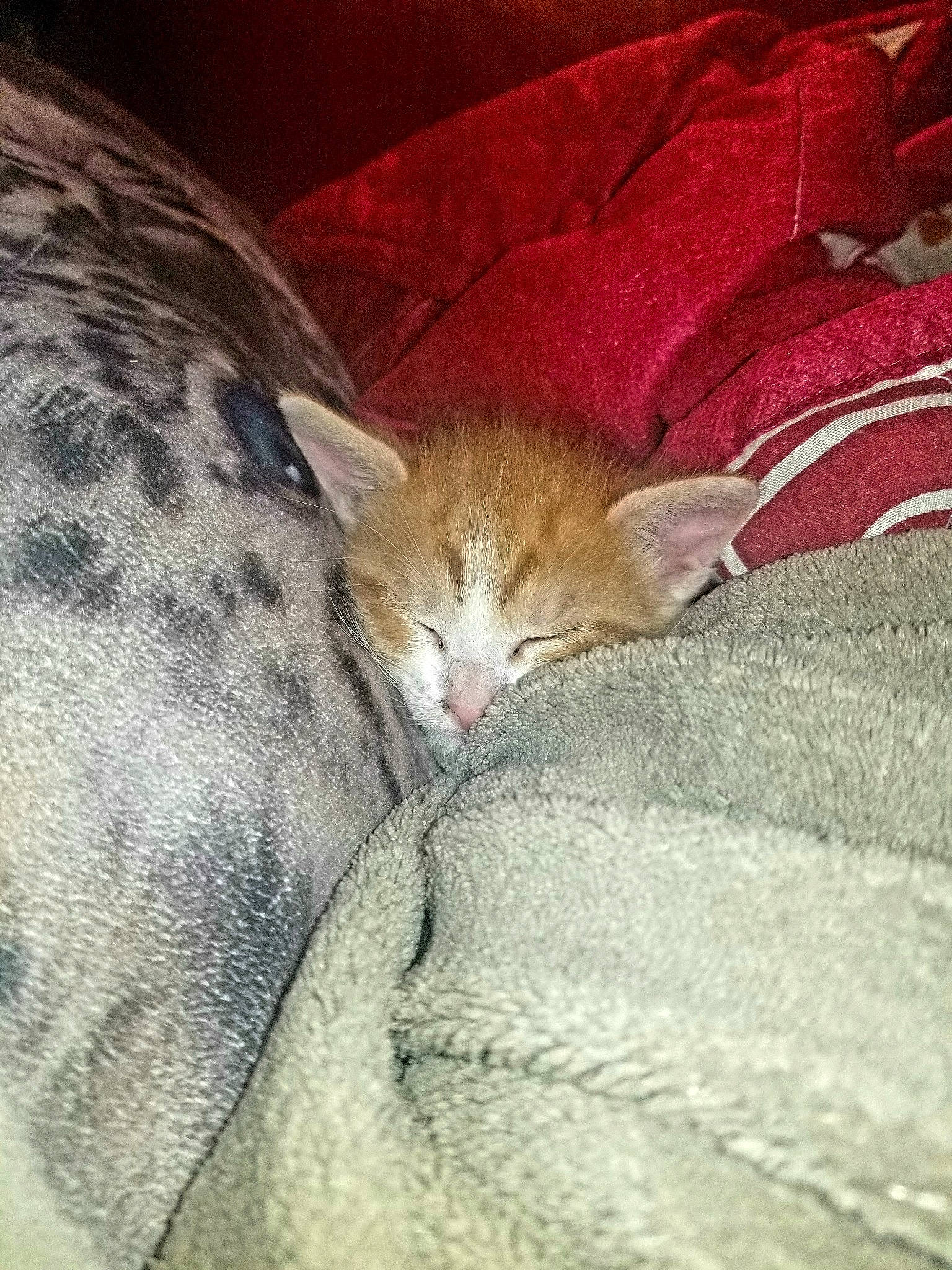 Cahuete participe au concours pour gagner de l'argent avec cette photo : carnivore, cat, domestic_short_haired_cat, european_shorthair, fawn, felidae, german_rex, kitten, mammal, nap, singapura, sleep, small_to_medium_sized_cats, snout, tabby_cat, whiskers