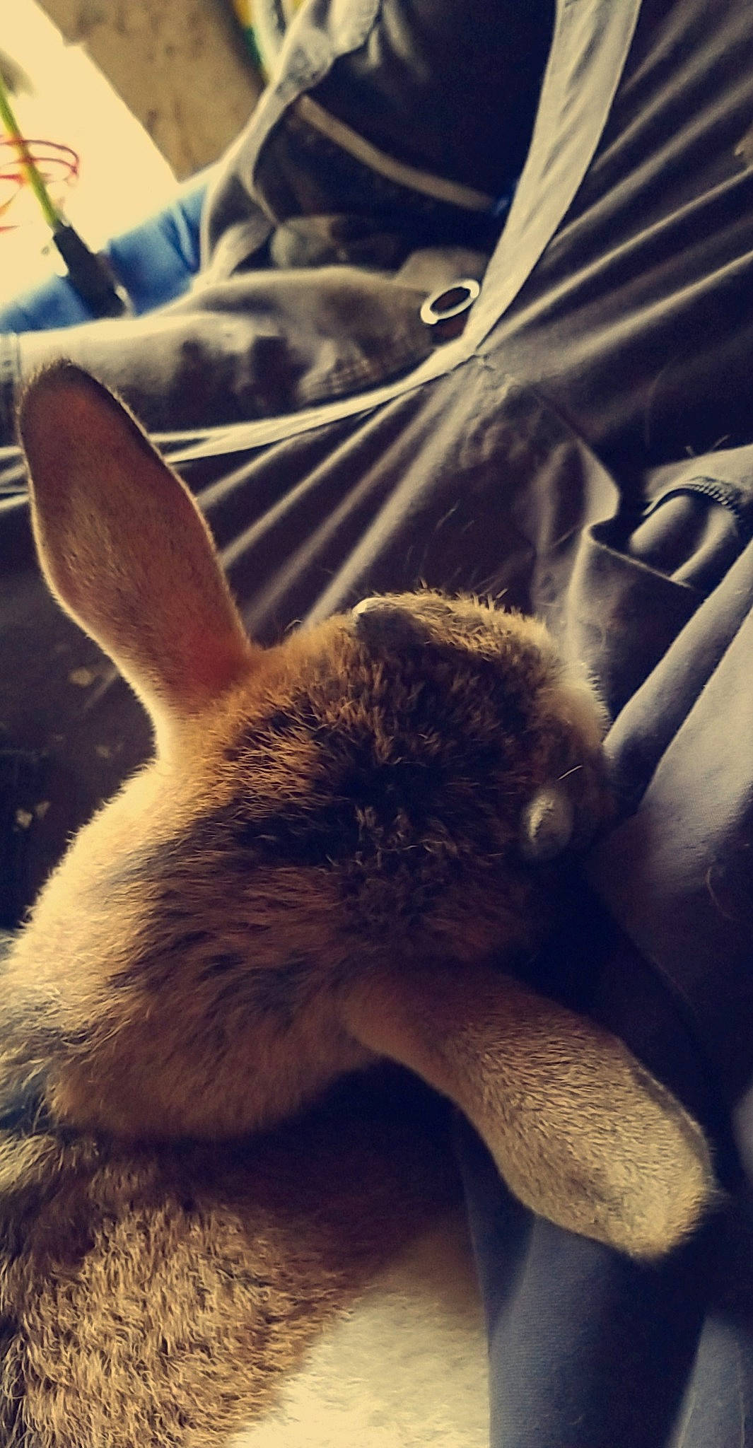 Quicky participe au concours pour gagner de l'argent avec cette photo : domestic_rabbit, ear, fawn, fur, hare, organism, rabbit, rabbits_and_hares, sky, snout, tail, whiskers, wildlife, wood_rabbit