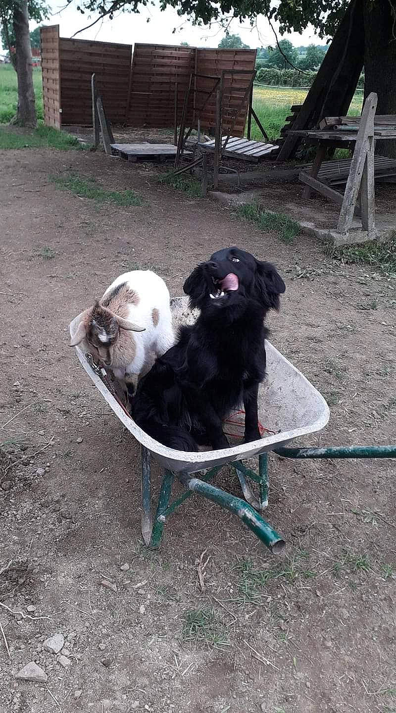 Quicky a rejoint le concours — aidez-le/la à gagner de superbes lots ! canidae, carnivore, dog, dog_breed, mammal, sporting_group