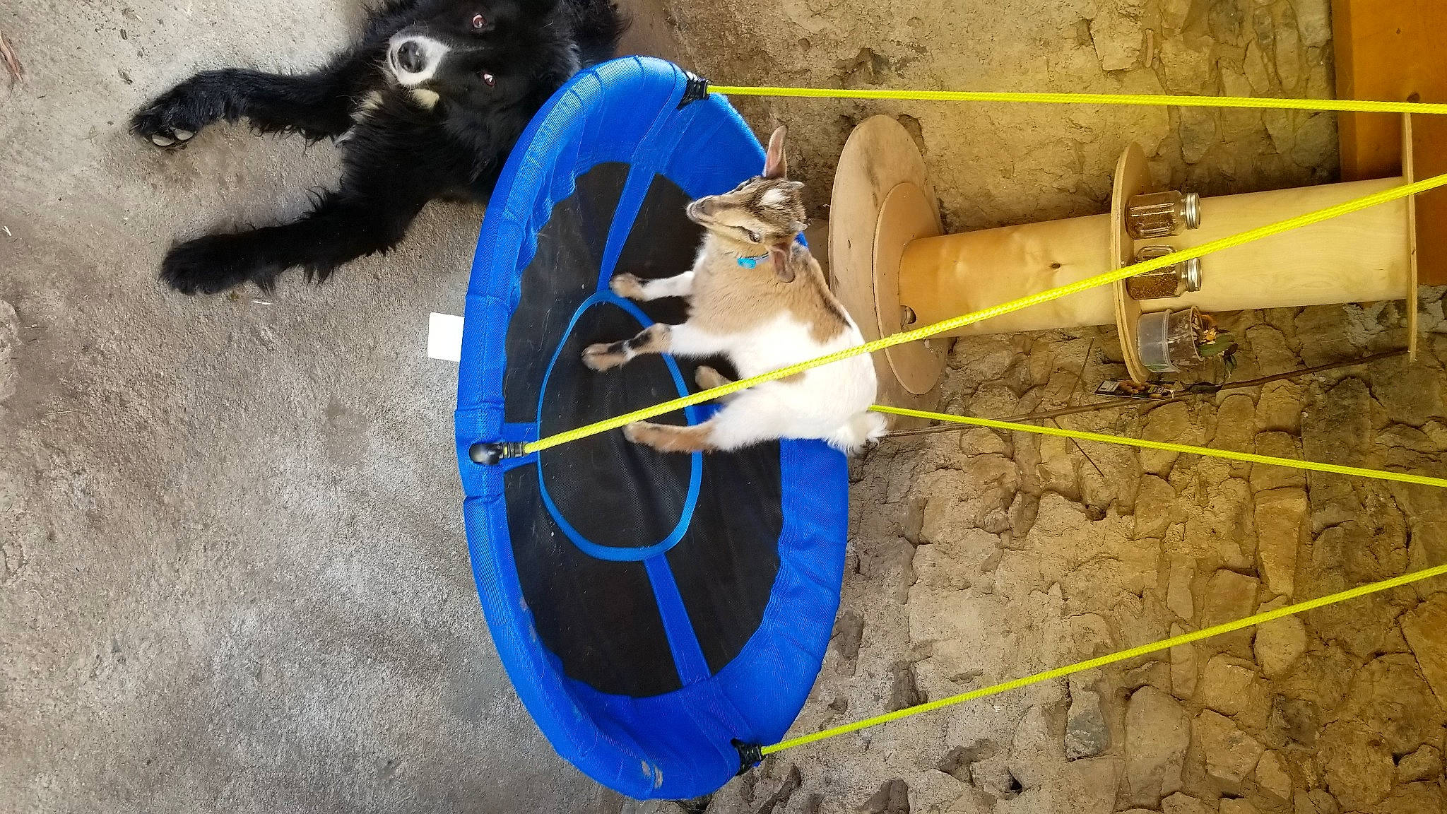 Quicky participe au concours pour gagner de l'argent avec cette photo : auto_part, automotive_tire, automotive_wheel_system, canidae, rim, soil, spoke, tire, wheel