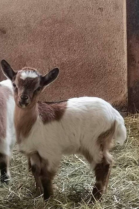 Quicky participe au concours pour gagner de l'argent avec cette photo : bathtub, cow_goat_family, ear, fawn, feral_goat, goat, goat_antelope, goats, horn, livestock, mammal, organism, pasture, plant, snout, wildlife
