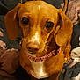 accessories, animal, beagle, canine, chihuahua, collar, couch, cushion, dog, face, furniture, head, homedecor, hound, indoors, linen, person, pet, puppy, snout