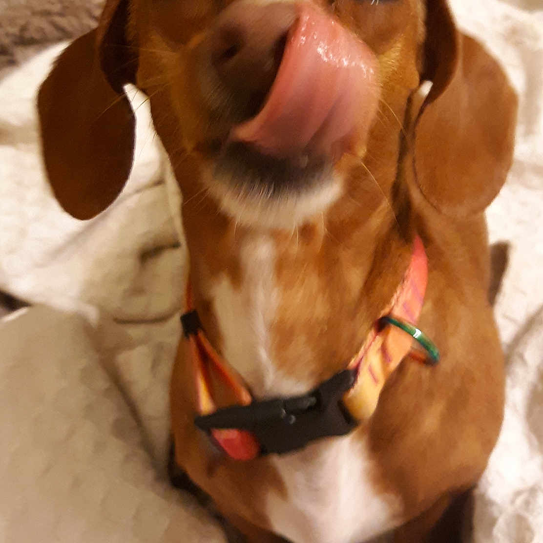 Buttercup joined the competition — help win amazing prizes! accessories, animal, beagle, bodypart, bulldog, canine, collar, dog, homedecor, hound, labradorretriever, linen, mouth, person, pet, pointer, puppy, snout, strap, tongue