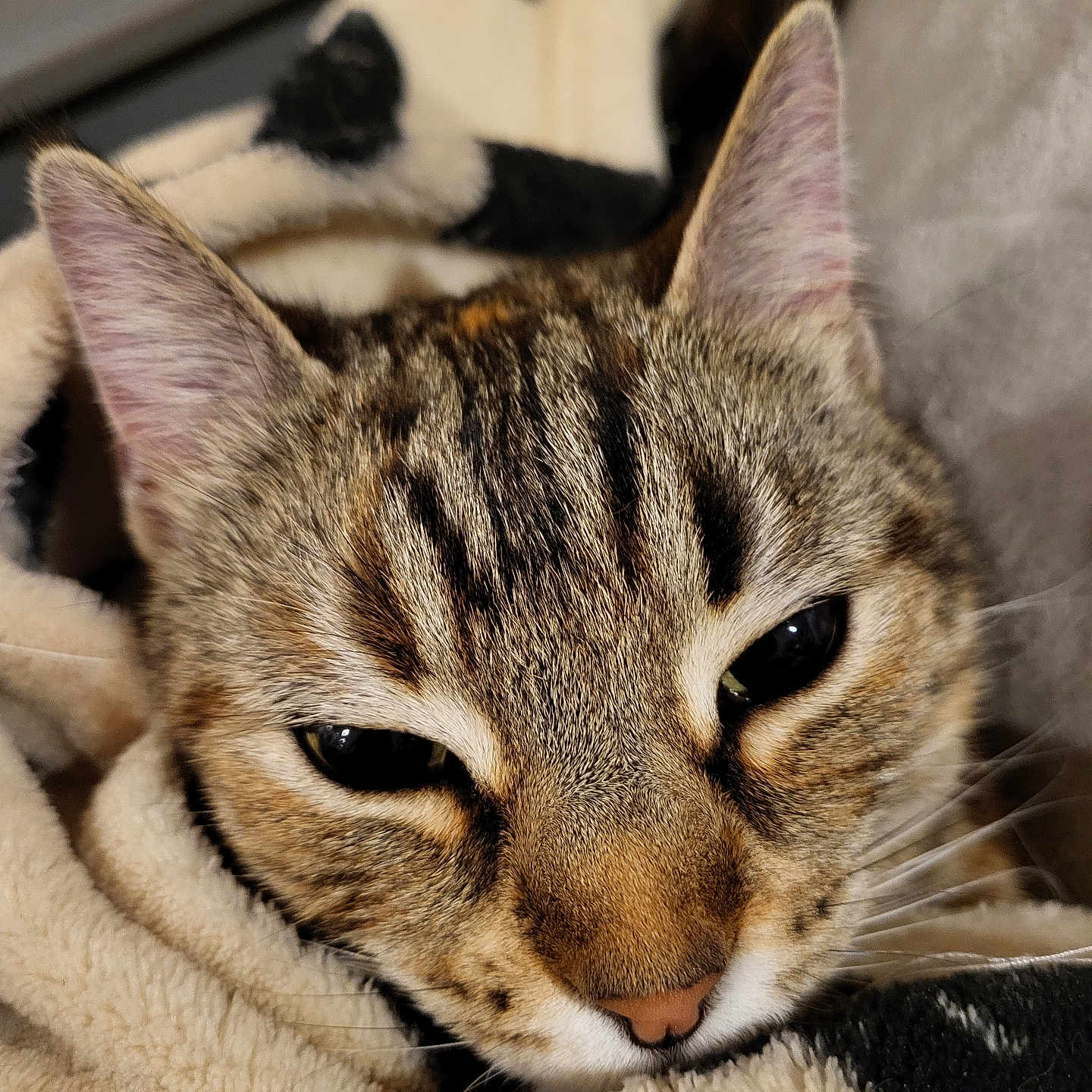 Alfrede a rejoint le concours — aidez-le/la à gagner de superbes lots ! abyssinian, animal, blanket, cat, couch, furniture, kitten, manx, ocelot, pet, siamese