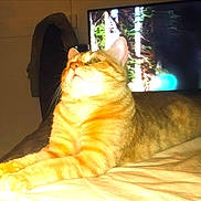 Pitchou a rejoint le concours — aidez-le/la à gagner de superbes lots ! animal, bed, cat, cozy, curious, domestic_cat, feline, fur, home, indoor, looking_up, mammal, night, orange_cat, pet, relaxed, stretching, tabby, television, whiskers