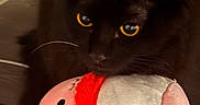 Mr. Moonlight is registered to the contest to win money with this photo: black_cat, cat, yellow_eyes, plush_toy, indoor, pet, feline, animal, soft_lighting, close_up, toy, cute, whiskers, fur, domestic_cat, looking, playful, cozy, floor, reflection