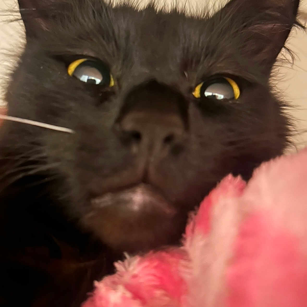 Mr. Moonlight joined the competition — help win amazing prizes! cat, black_cat, close_up, yellow_eyes, fur, pet, animal, blanket, pink, indoor, curious, whiskers, face, soft, feline, nose, ears, muzzle, close, portrait