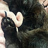 Mr. Moonlight is registered to the contest to win money with this photo: black_cat, cat, sleeping, paw, close_up, fluffy, fur, pet, cozy, blanket, pink_blanket, relaxation, domestic_cat, animal, whiskers, cute, resting, soft_texture, indoor, nap