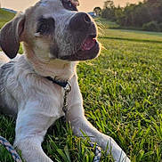 Winnie is registered to the contest to win money with this photo: animal, canine, close_up, collar, dog, ears, field, grass, happy, leash, nature, outdoor, pet, playful, puppy, summer, sunlight, sunset, tongue, young_dog