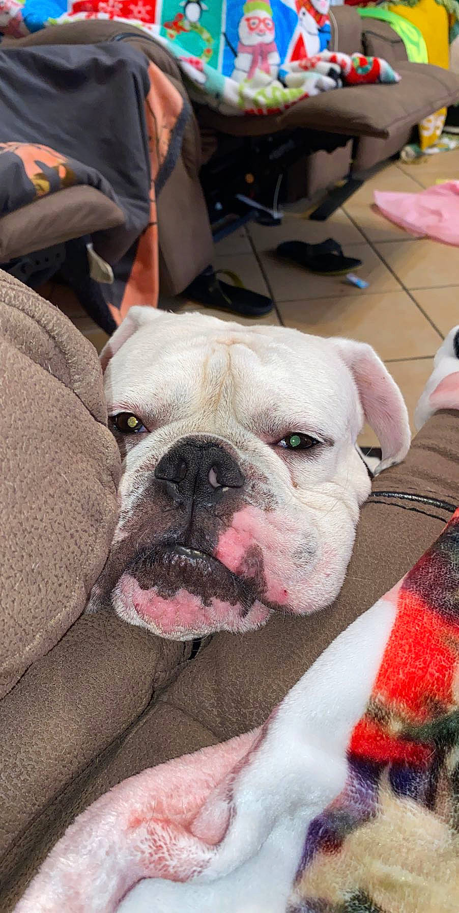 Smalls is registered to the contest to win money with this photo: american_bulldog, bulldog, canidae, carmine, carnivore, collar, companion_dog, dog, dog_breed, fawn, molosser, non_sporting_group, old_english_bulldog, olde_english_bulldogge, pet_supply, pink, snout, white_english_bulldog, working_animal, wrinkle