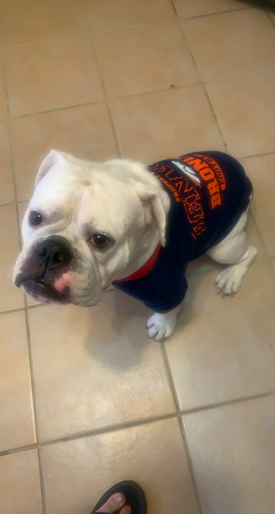 Smalls is registered to the contest to win money with this photo: bulldog, canidae, carnivore, companion_dog, dog, dog_breed, dog_clothes, dog_supply, fawn, floor, flooring, non_sporting_group, old_english_bulldog, pet_supply, snout, sporting_group, tile, toy_dog, vertebrate, working_animal