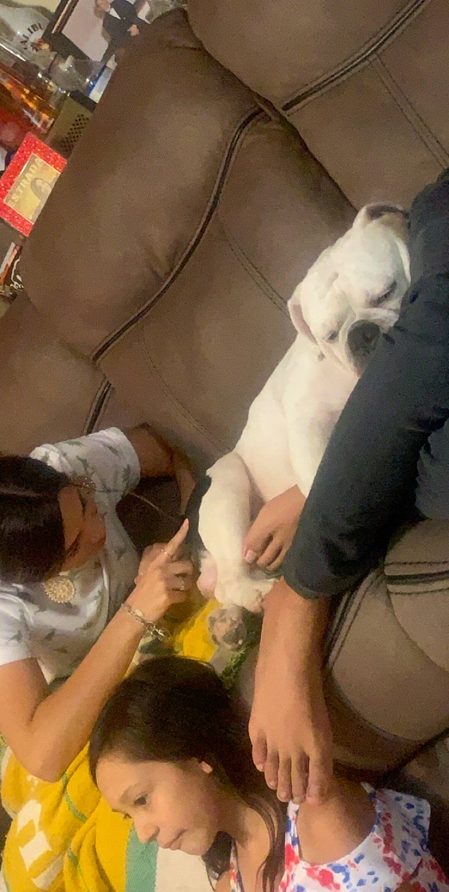 Smalls joined the competition — help win amazing prizes! collar, companion_dog, dog, dog_breed, interaction, nail, pet_supply, working_animal, working_dog