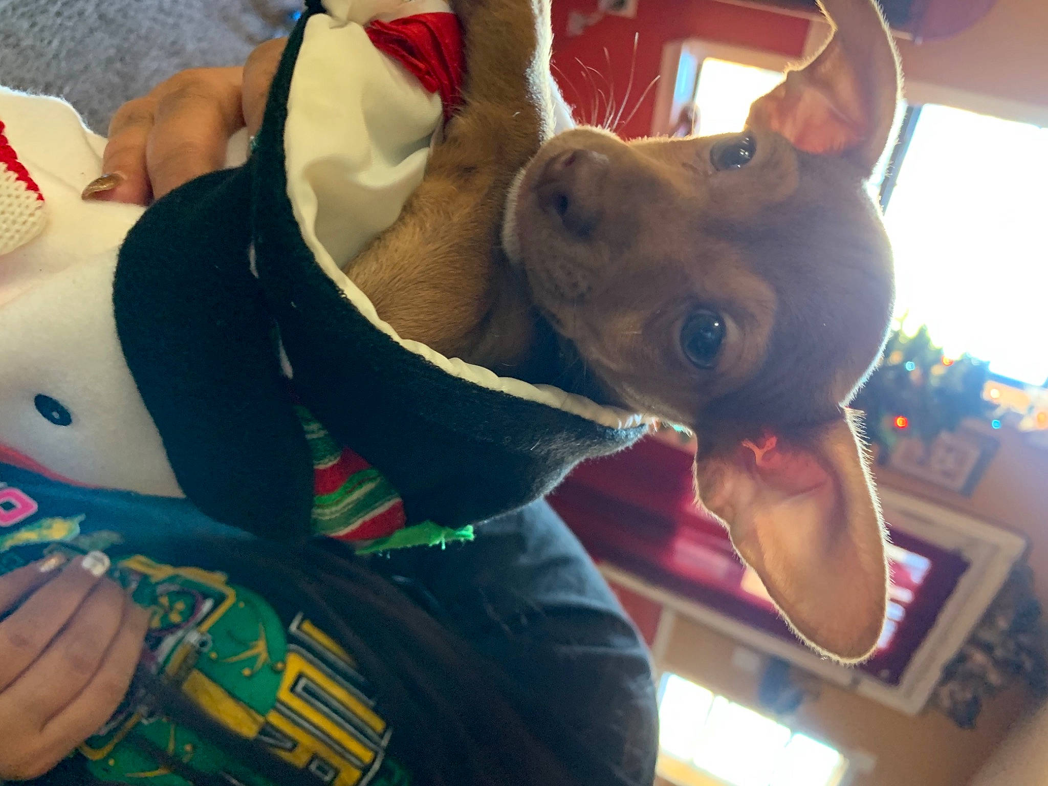 Riley joined the competition — help win amazing prizes! canidae, carnivore, collar, companion_dog, dog, dog_breed, dog_clothes, dog_collar, dog_supply, fawn, hunting_dog, liver, pet_supply, snout, sporting_group, tongue, vertebrate, whiskers, working_animal, working_dog