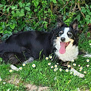 Laika participe au concours pour gagner de l'argent avec cette photo : dog, black_and_white, tongue_out, grass, daisies, flowers, greenery, outdoor, pet, animal, border_collie, relaxed, nature, summer, happy, canine, fur, leaves, sunlight, lying_down