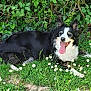 dog, black_and_white, tongue_out, grass, daisies, flowers, greenery, outdoor, pet, animal, border_collie, relaxed, nature, summer, happy, canine, fur, leaves, sunlight, lying_down