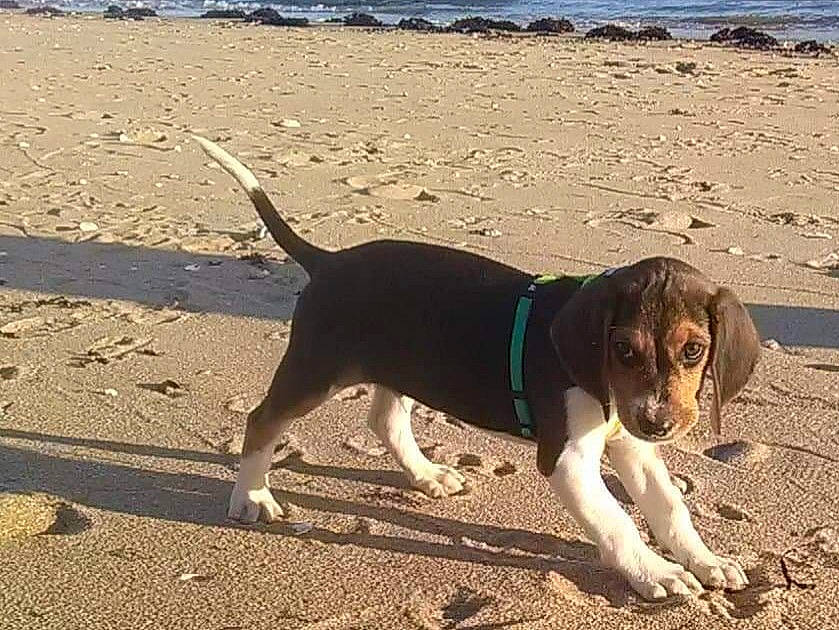 Snooky participe au concours pour gagner de l'argent avec cette photo : beach, canidae, carnivore, collar, companion_dog, dog, dog_breed, dog_collar, hound, landscape, leash, ocean, pet_supply, sand, scent_hound, shadow, sporting_group, tail, water, working_dog