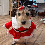 Minnie participe au concours pour gagner de l'argent avec cette photo : animal, basket, bow, chair, costume, curious, cute, dog, festive, floor, furniture, holiday, indoor, pet, red_dress, santa_outfit, small_dog, table, window, wooden_floor