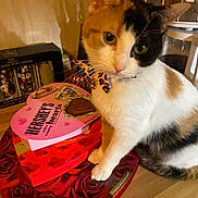Zoey is registered to the contest to win money with this photo: animal, black, bow_tie, calico, cat, chocolate, close_up, cute, domestic_cat, feline, food, gift, heart_shaped_box, indoor, kitchen_counter, orange, pet, table, valentines_day, white