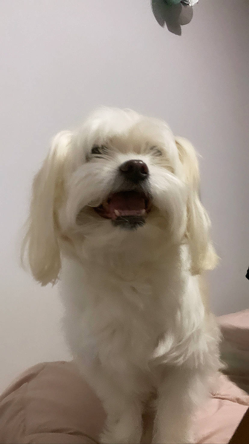 Maddie is registered to the contest to win money with this photo: canidae, carnivore, companion_dog, corgi_chihuahua, dog, dog_breed, fang, fur, maltepoo, non_sporting_group, shout, smile, snout, sporting_group, toy_dog, whiskers, working_animal