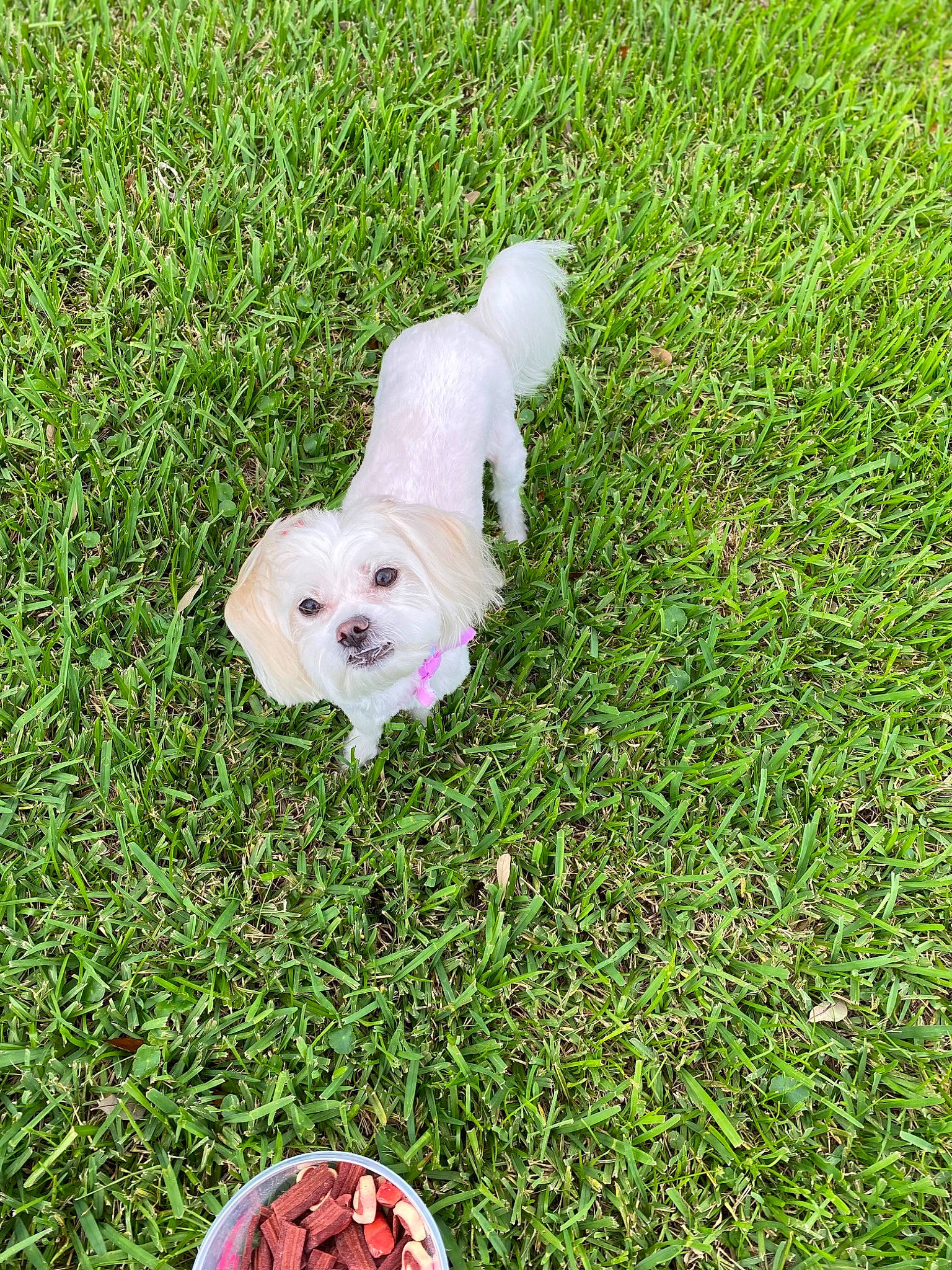 Maddie is registered to the contest to win money with this photo: ball, canidae, carnivore, companion_dog, dog, dog_breed, fawn, grass, grass_family, groundcover, lawn, non_sporting_group, plant, polish_tatra_sheepdog, puppy, snout, sporting_group, tail, toy_dog, working_animal