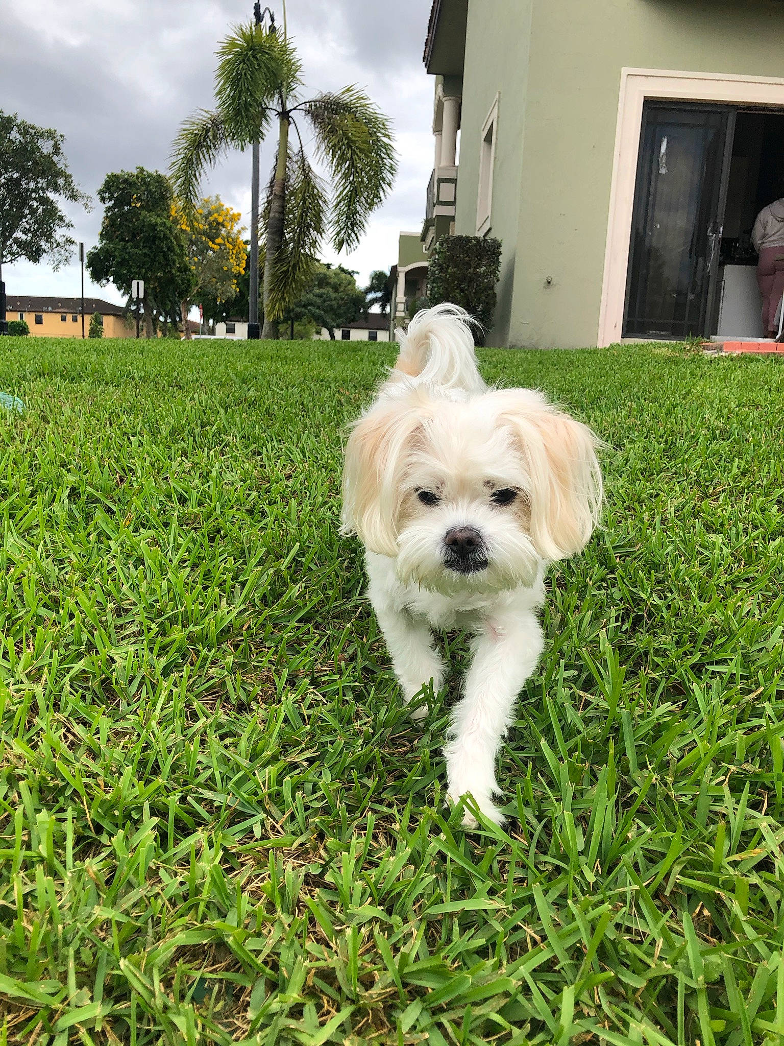 Maddie joined the competition — help win amazing prizes! carnivore, cloud, companion_dog, dog, dog_breed, dog_supply, door, fawn, grass, lawn, palm_tree, plant, sky, small_terrier, tail, terrier, toy_dog, tree, window, working_animal