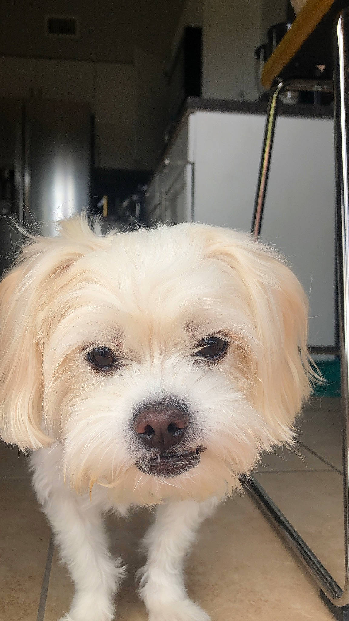 Maddie joined the competition — help win amazing prizes! canidae, carnivore, companion_dog, dog, dog_breed, fur, mal_shi, maltepoo, non_sporting_group, shih_poo, small_terrier, snout, sporting_group, terrier, toy_dog, working_animal, yorkipoo