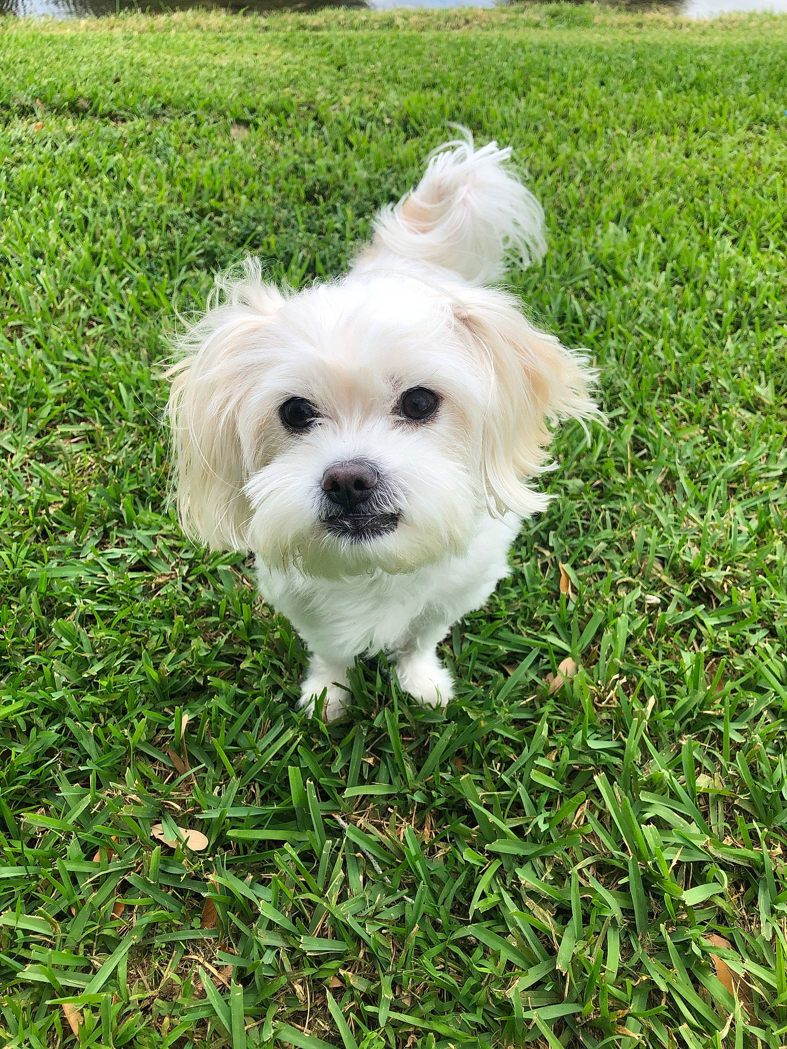 Maddie joined the competition — help win amazing prizes! canidae, carnivore, cockapoo, companion_dog, dog, dog_breed, grass, maltepoo, non_sporting_group, plant, poodle_crossbreed, shih_poo, sky, small_terrier, sporting_group, terrier, toy_dog, tree, water_dog, working_animal