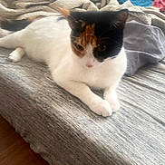 Keeley is registered to the contest to win money with this photo: animal, bed, blanket, calico, cat, cozy, cute, domestic_animal, feline, fur, home, indoor, laying, paws, pet, relaxed, resting, sleepy, soft, whiskers