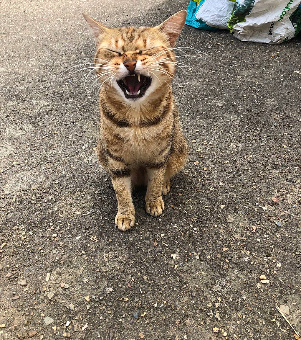 Lasy a rejoint le concours — aidez-le/la à gagner de superbes lots ! carnivore, cat, domestic_short_haired_cat, european_shorthair, eye, facial_expression, felidae, mammal, nose, organism, pixie_bob, sitting, small_to_medium_sized_cats, smile, tabby_cat, whiskers, wild_cat, wildlife