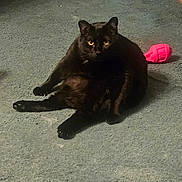 Freddie is registered to the contest to win money with this photo: animal, black_cat, carpet, cat, cozy, cute, domestic, feline, floor, funny_pose, furniture, household, indoor, looking_at_camera, pet, pet_toy, relaxed, scratching_post, sitting, yellow_eyes