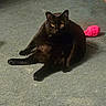 animal, black_cat, carpet, cat, cozy, cute, domestic, feline, floor, funny_pose, furniture, household, indoor, looking_at_camera, pet, pet_toy, relaxed, scratching_post, sitting, yellow_eyes