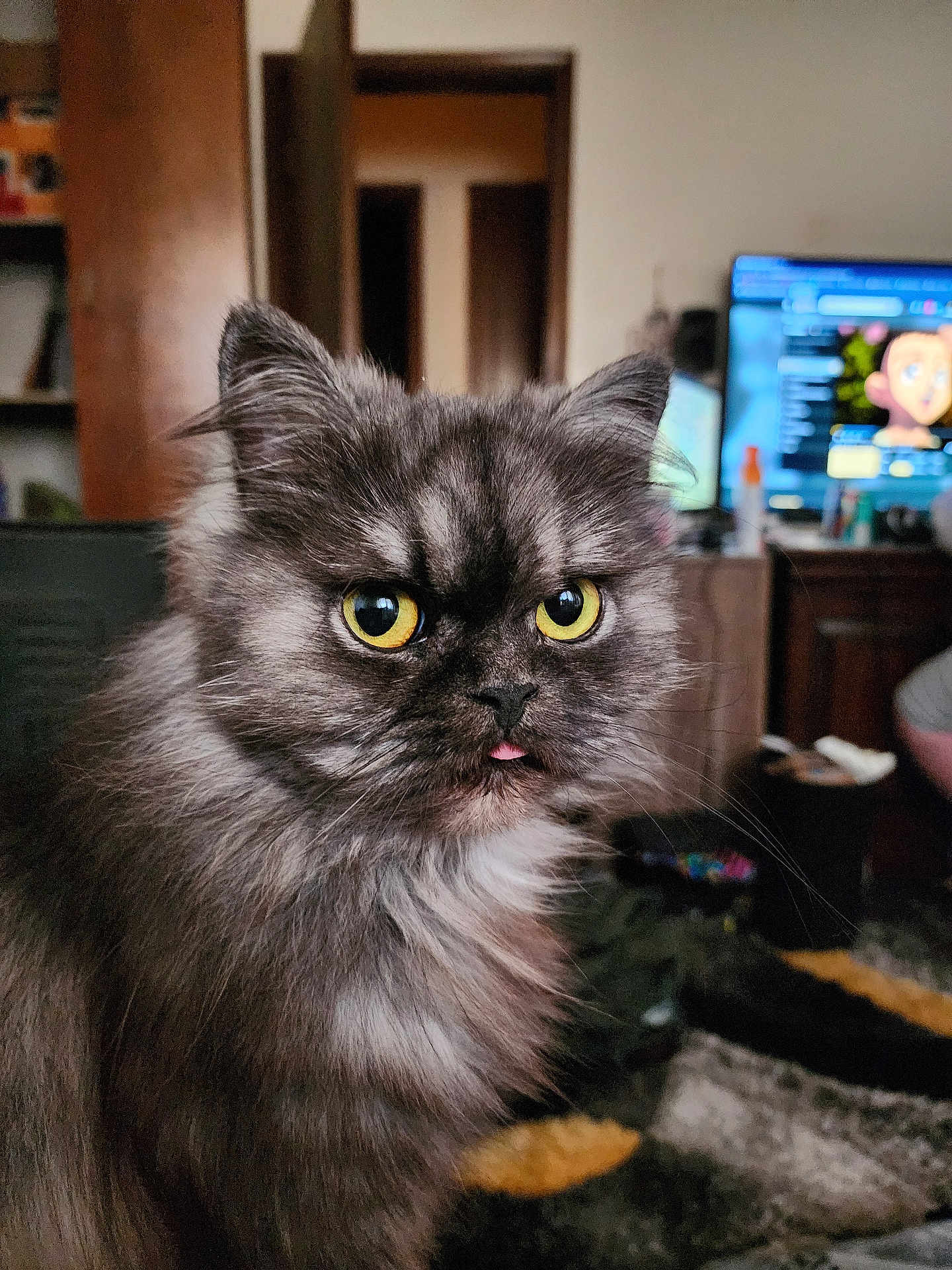 Nugget is registered to the contest to win money with this photo: cat, fluffy, gray, yellow_eyes, tongue_out, indoor, furniture, television, blurred_background, pet, cute, animal, closeup, whiskers, ears, face, fur, domestic_cat, mammal, home