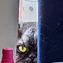 cat, yellow_eyes, curtain, blue_curtain, pink_spray_bottle, window_screen, fur, pet, indoor, close_up, peeking, face, nose, whiskers, container, plastic, curious, domestic_animal, animal, eye