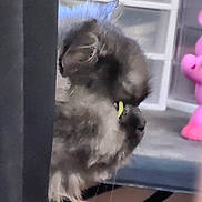 Nugget is registered to the contest to win money with this photo: cat, fluffy, yellow_eyes, side_view, indoor, toy, pink, furniture, curious, pet, animal, closeup, whiskers, ear, face, looking, domestic, home, table, shadow