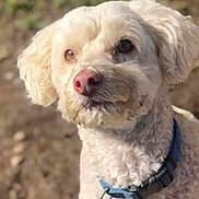 Sam I Am is registered to the contest to win money with this photo: alert, animal, canine, closeup, collar, companion, curly_fur, cute, dog, domestic_animal, friendly, fur, mammal, nature, outdoor, pet, portrait, sunlight, tag, white_dog