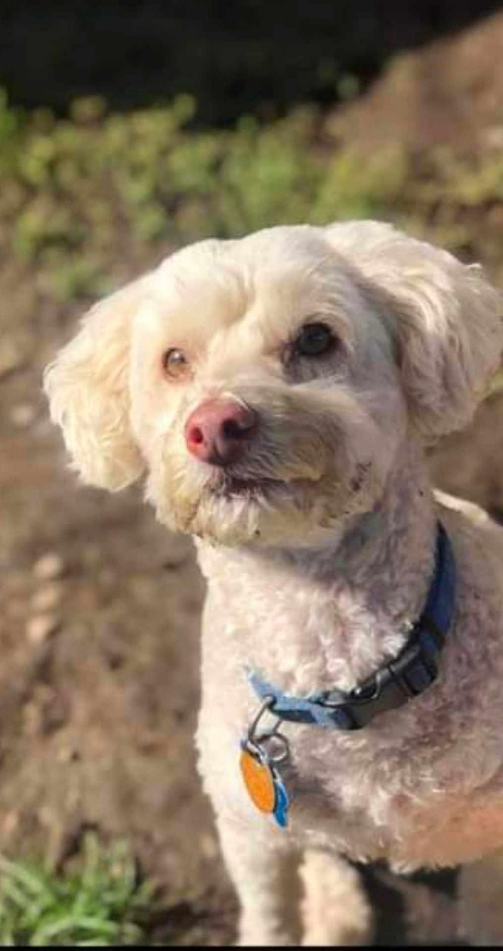 Sam I Am is registered to the contest to win money with this photo: alert, animal, canine, closeup, collar, companion, curly_fur, cute, dog, domestic_animal, friendly, fur, mammal, nature, outdoor, pet, portrait, sunlight, tag, white_dog