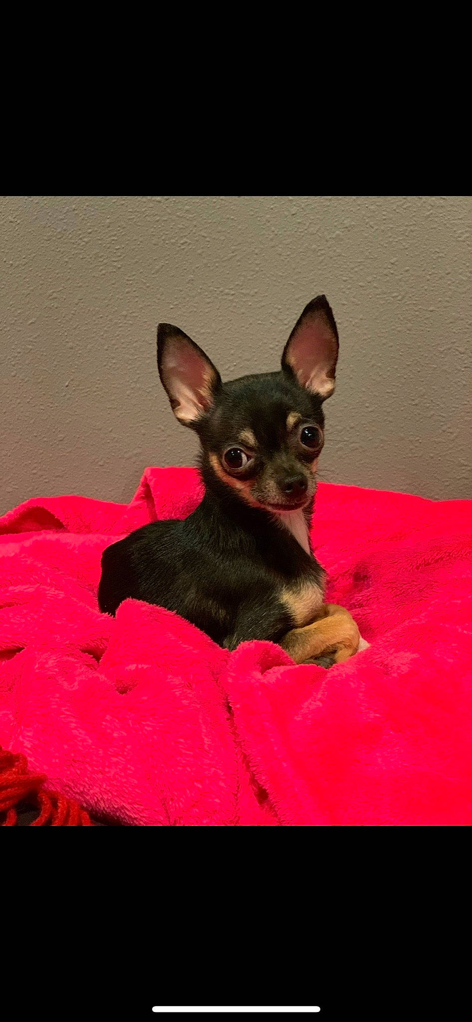 Finley is registered to the contest to win money with this photo: canidae, carmine, carnivore, chihuahua, comfort, companion_dog, dog, dog_breed, ear, fawn, fur, magenta, pink, prazsky_krysarik, russkiy_toy, snout, terrestrial_animal, toy_dog, whiskers, working_animal