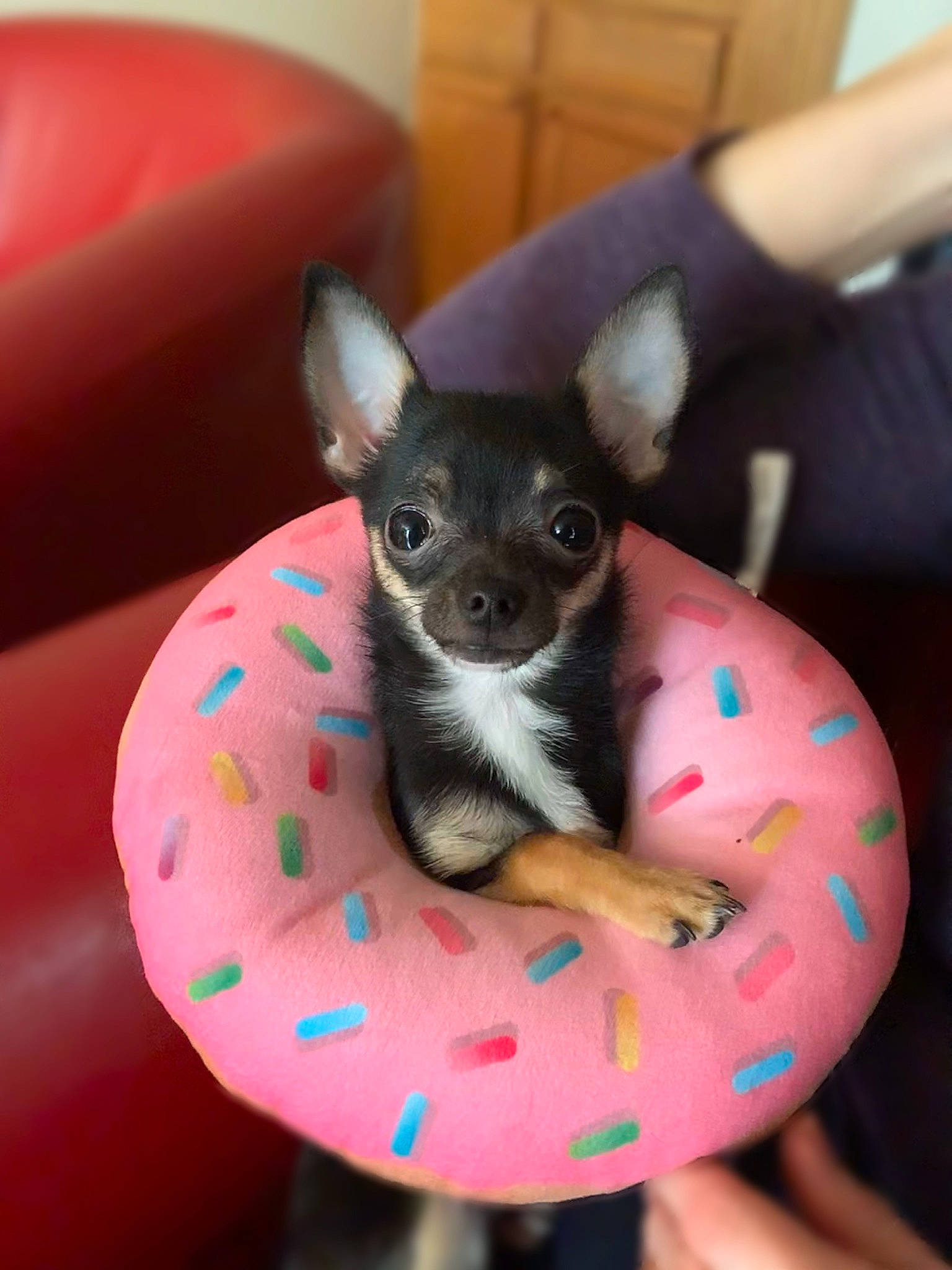 Finley is registered to the contest to win money with this photo: canidae, carnivore, chihuahua, comfort, companion_dog, couch, dog, dog_bed, dog_breed, dog_supply, ear, fawn, fur, non_sporting_group, paw, snout, sporting_group, toy_dog, whiskers, working_animal