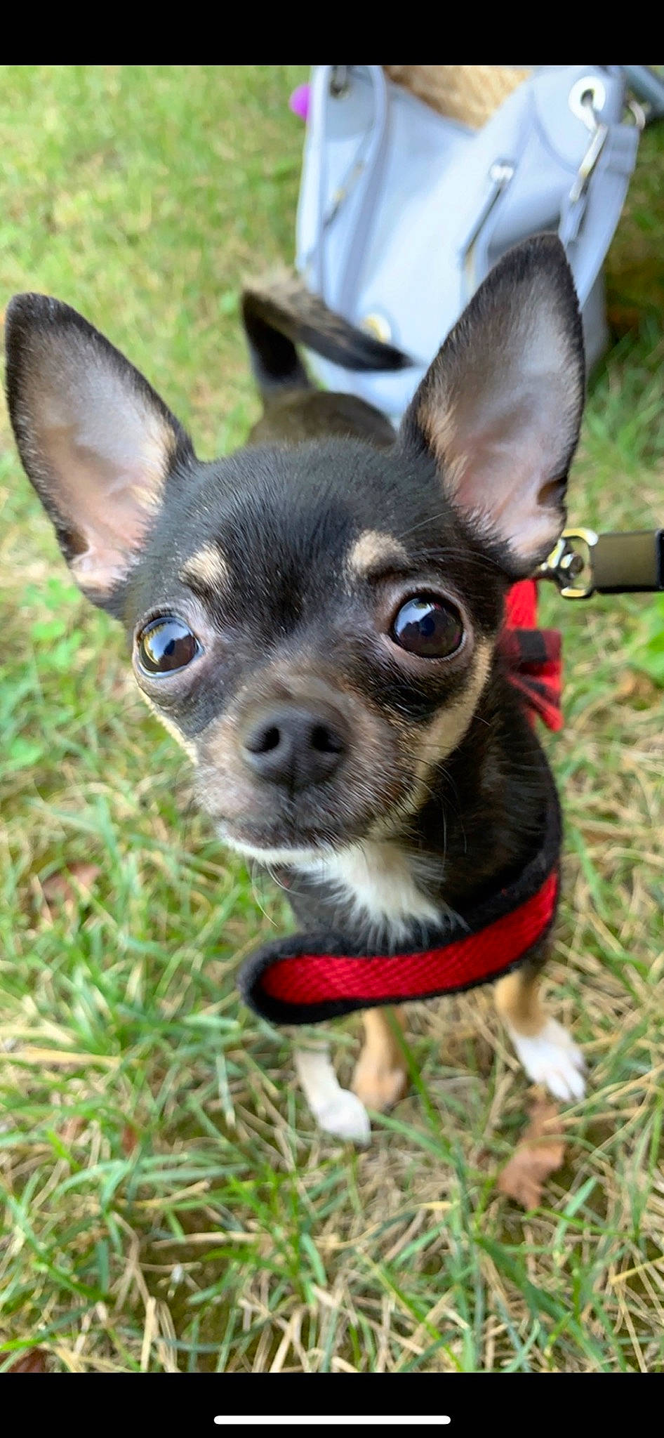 Finley is registered to the contest to win money with this photo: canidae, carnivore, chihuahua, collar, companion_dog, dog, dog_breed, dog_collar, ear, fawn, fur, grass, plant, russkiy_toy, snout, sporting_group, terrestrial_animal, toy_dog, whiskers, working_animal