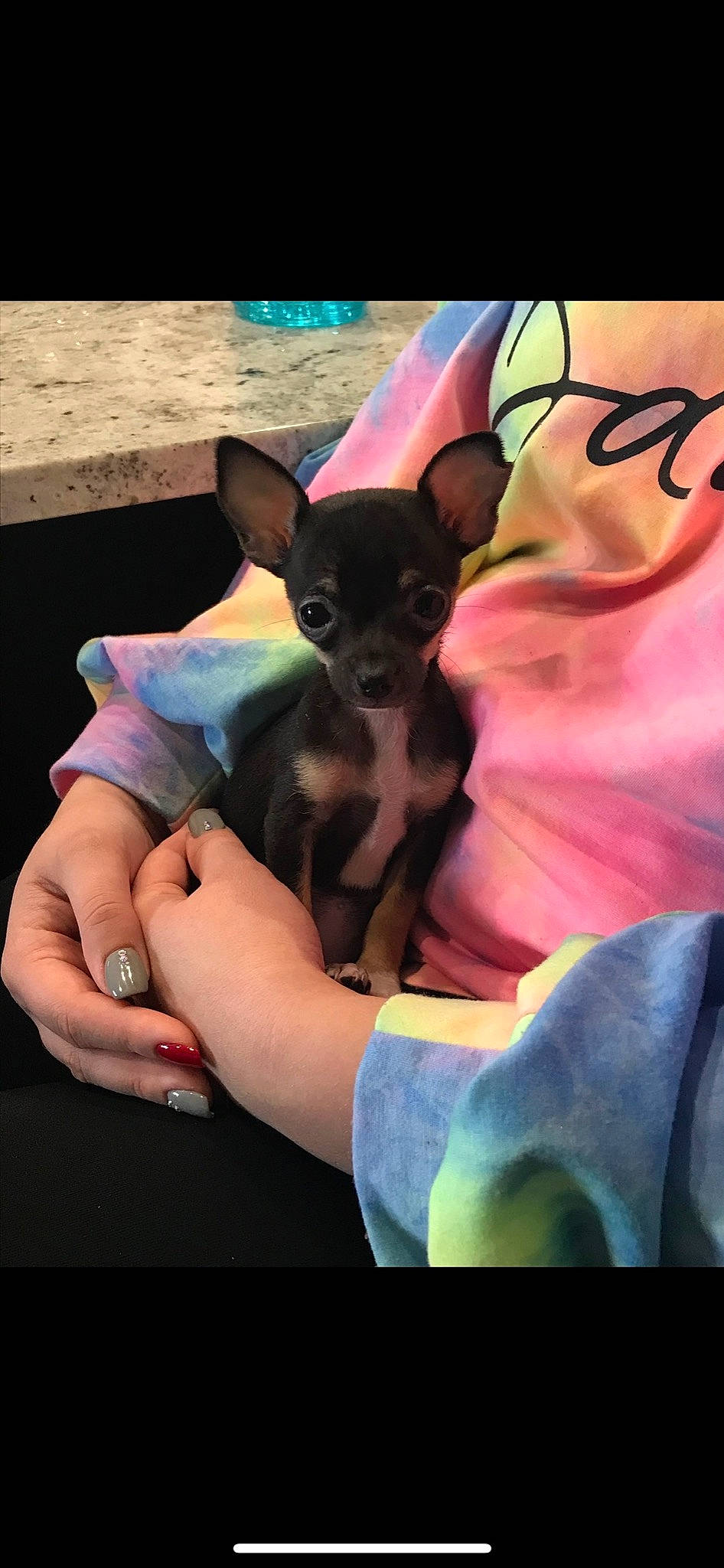 Finley is registered to the contest to win money with this photo: canidae, carnivore, chihuahua, companion_dog, dog, dog_breed, ear, electric_blue, fawn, fictional_character, fur, gesture, magenta, nail, pink, purple, snout, thumb, toy_dog, whiskers