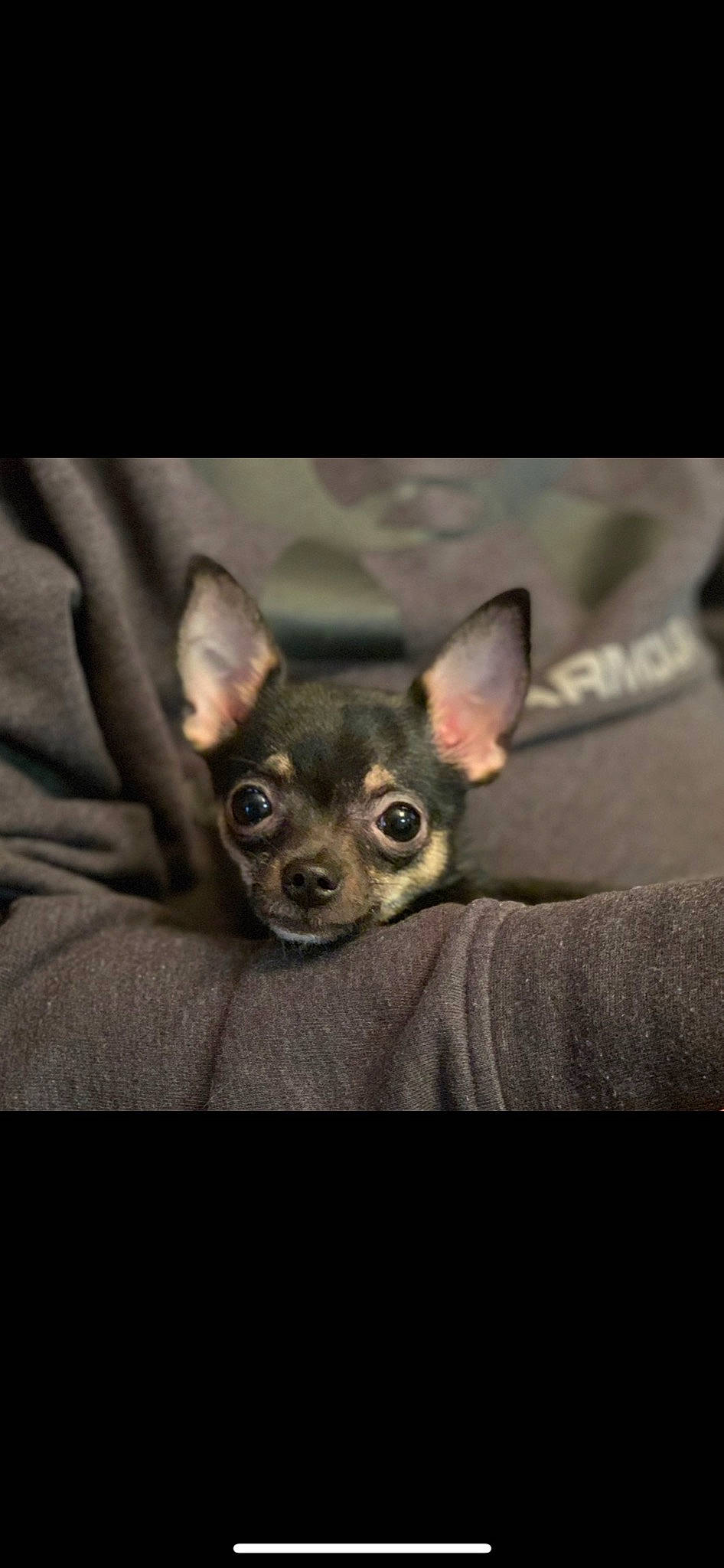 Finley joined the competition — help win amazing prizes! canidae, carnivore, chihuahua, companion_dog, corgi_chihuahua, darkness, dog, dog_breed, ear, fawn, fur, grey, russkiy_toy, snout, tail, terrestrial_animal, toy_dog, whiskers, wildlife, working_animal