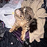 cat, fluffy_cat, tabby, long_hair, pet, animal, golden_eyes, whiskers, furry, sitting, lounging, indoors, laundry, clothing, suitcase, hanger, closet, messy_room, flash_photography, portrait