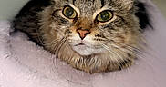 Sakura joined the competition — help win amazing prizes! cat, tabby, fluffy, long_hair, pet, animal, portrait, close_up, face, eyes, ears, whiskers, nose, indoors, bed, blanket, pink, cozy, resting, photography