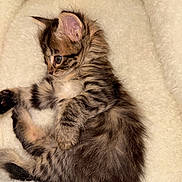Sakura is registered to the contest to win money with this photo: cat, kitten, tabby, fluffy, long_hair, striped_fur, blue_eyes, lying_down, playing, paw, tail, ears, whiskers, indoor, blanket, cozy, pet, cute, portrait, animal_photography
