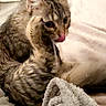 cat, kitten, tabby, animal, pet, furry, whiskers, ears, eyes, tongue, paw, grooming, licking, sleeping, blanket, bed, indoors, closeup, cute, portrait